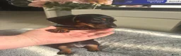 Miniature Dachshund dogs for sale: Beautiful miniature dachshund puppies  - Advert 16