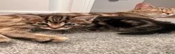 Mixed Breed cats for sale: Bengal cross kittens - Advert 4