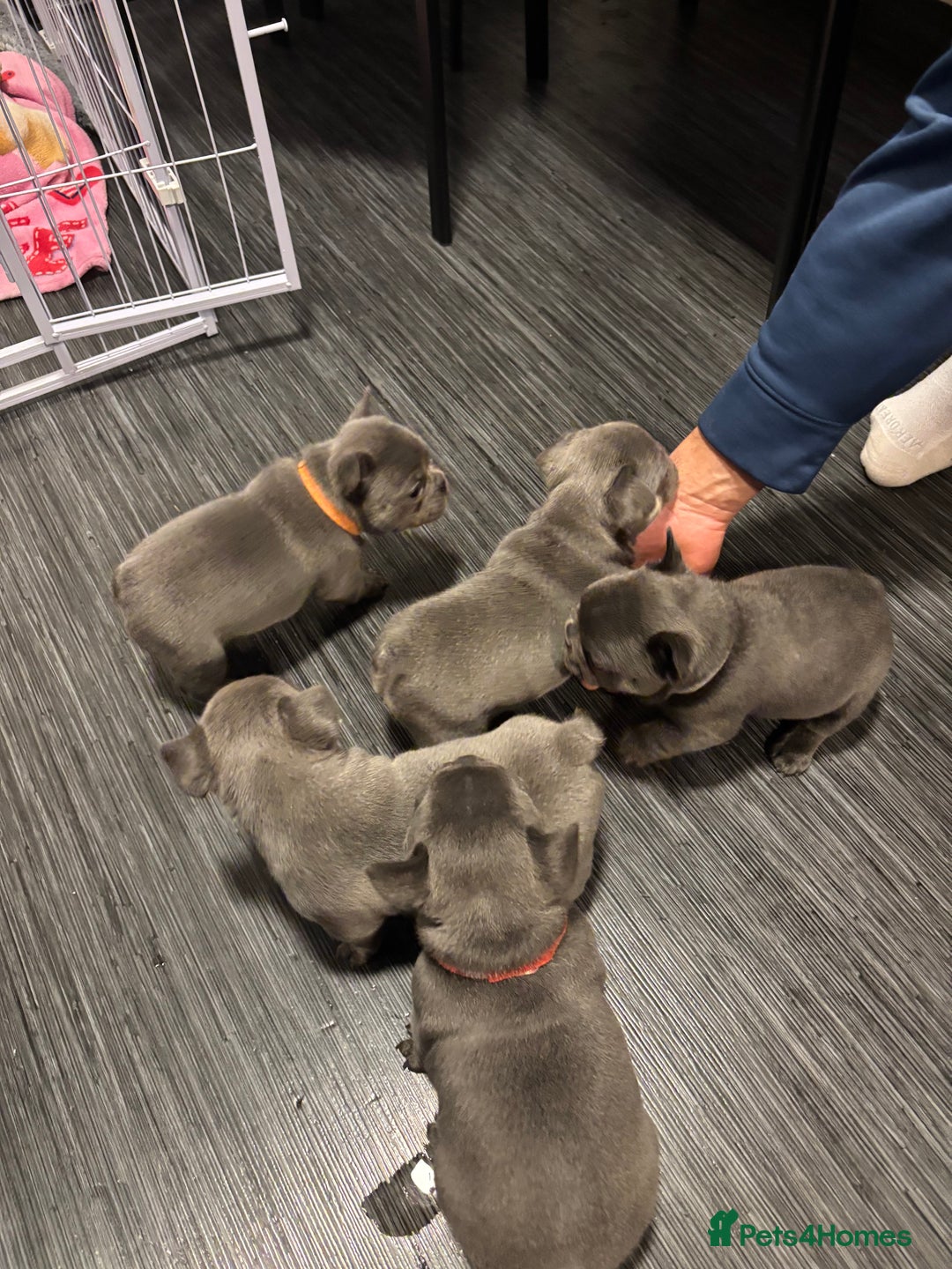 French Bulldog dogs for sale: Male French bulldog puppies  - Advert 1