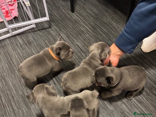 French Bulldog dogs Male French bulldog puppies - Advert 2