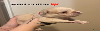 Red collar 