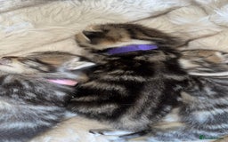 British Shorthair cats for sale: British short hair kittens  - Image 13