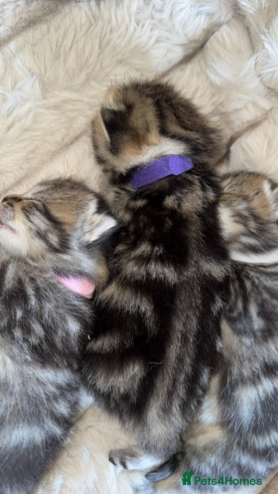 British Shorthair cats for sale: British short hair kittens  - Image 13