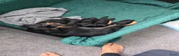 Griffon Bruxellois dogs for sale: Stunning Griffon Bruxellois puppies KC registered - Advert 29