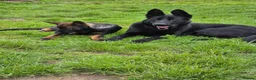 German Shepherd dogs for sale: ALPHA K9 - WORKING LINE GERMAN SHEPHERD - Advert 5