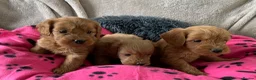 Cockapoo dogs for sale: Stunning red toy cockapoo puppies  - Advert 11