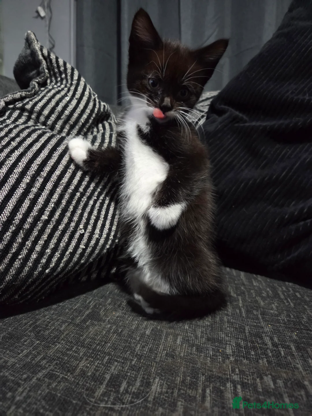 British Shorthair cats for sale: Gorgeous Black & White Girl Kitten - Advert 2