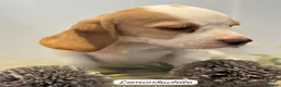 Beagle dogs for sale: ** Full pedigree beautiful beagles ** - Advert 21