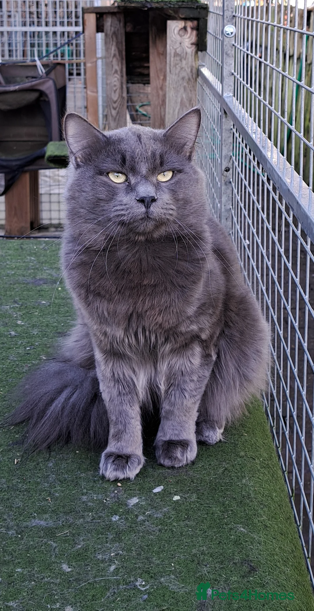 Siberian cats for stud: Blue reg, health tested Classic Siberian for STUD - Advert 2
