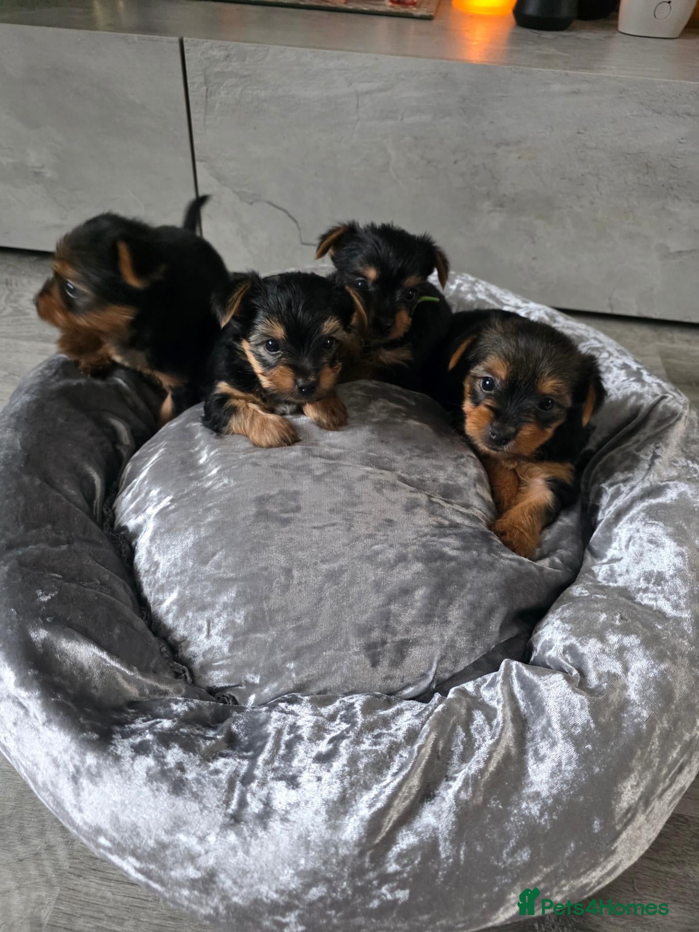 Yorkshire Terrier dogs 💕Beautiful Yorkshire Terrier Puppies 💕 - Advert 2