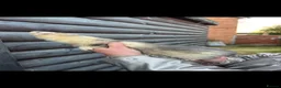Ferret rodents for sale: NEEDS NEW Homes  - Advert 1