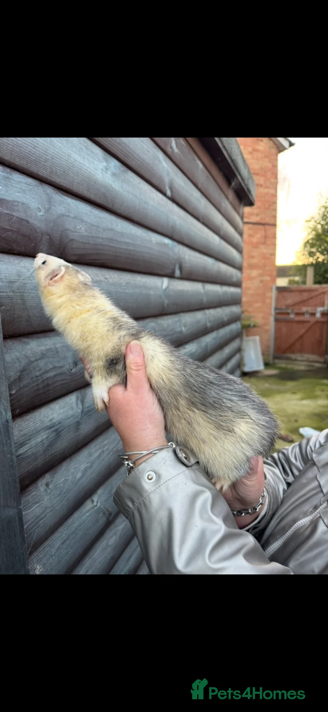 Ferret rodents for sale: NEEDS NEW Homes  - Advert 1