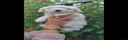 Coton De Tulear dogs for sale: Gorgeous Coton de Tulear puppies KC registered - Advert 3