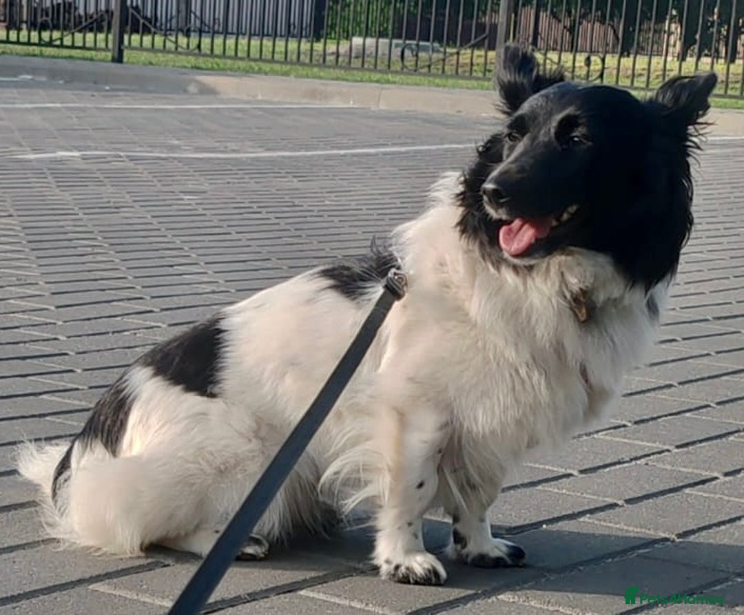 Welsh Corgi Cardigan dogs for adoption: BiBi – The Forgotten Soul Who Almost Lost her life - Image 8