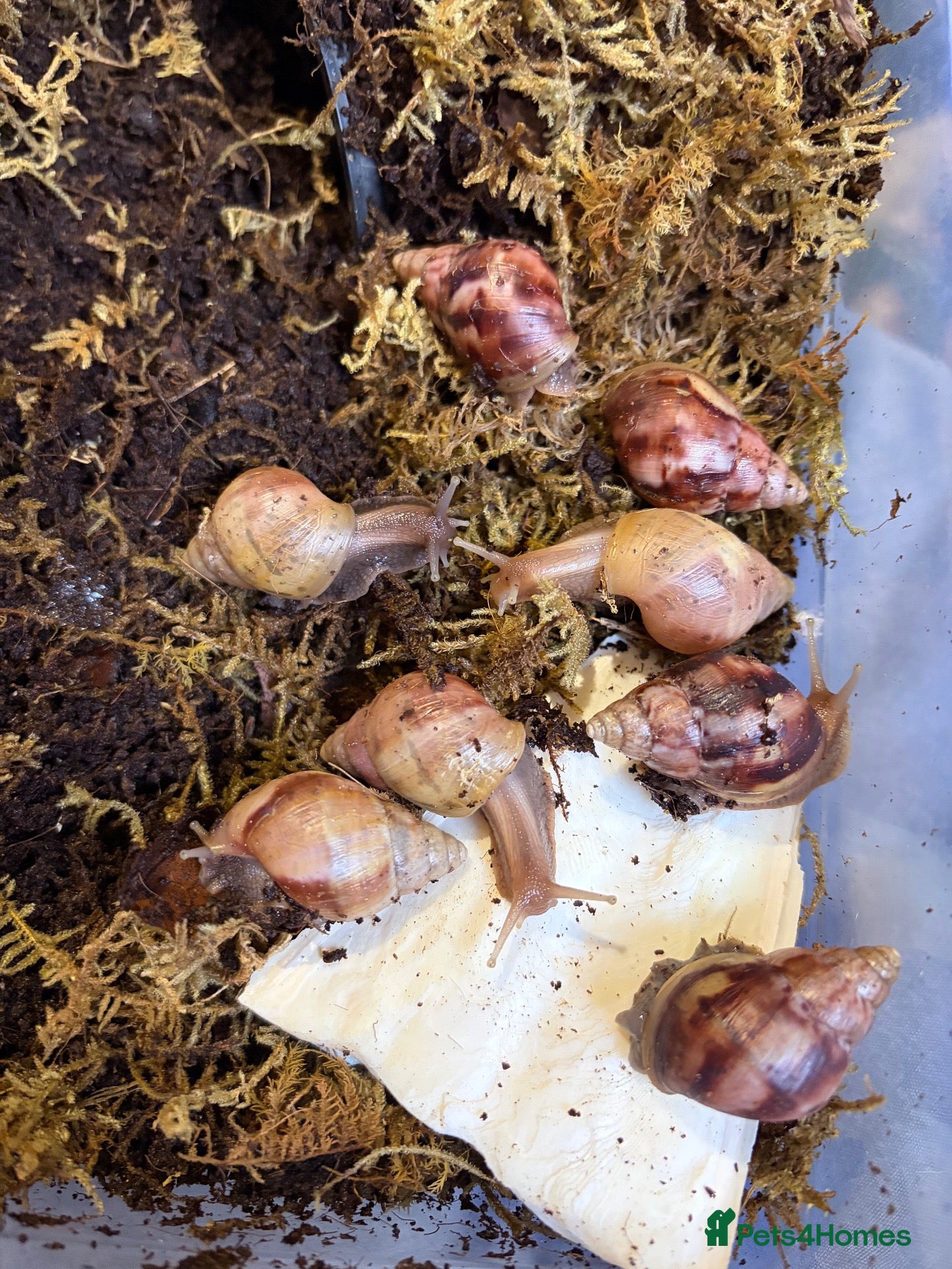 Snails invertebrates Giant African land snails ready for homes!  - Advert 1