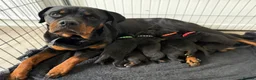 Rottweiler dogs for sale: Rottweiler puppies  - Advert 9