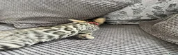 Bengal cats for sale: Stunning full pedigree registered bengal kittens  - Advert 12