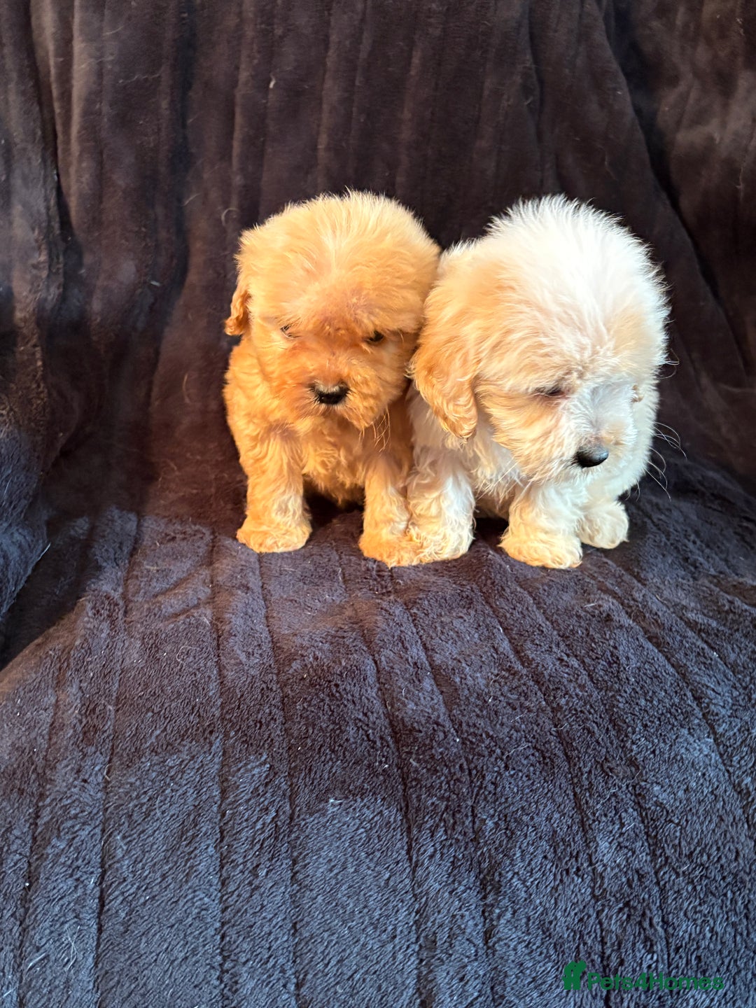 Cavapoo dogs for sale: 💙 TOY CAVAPOO 💙 - Image 7