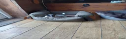 Jack Russell dogs for sale: Jack Russell pups in Rhayader - Advert 10