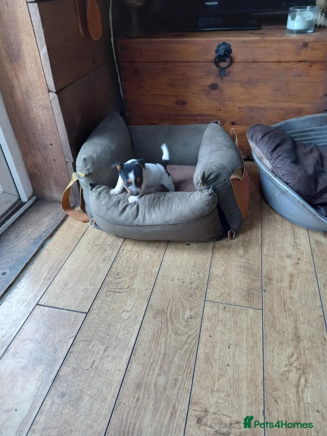 Jack Russell dogs for sale: Jack Russell pups in Rhayader - Advert 10