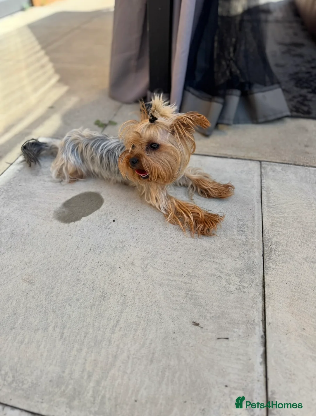 Yorkshire Terrier dogs for sale: MINIATURE YORKSHIRE TERRIER FEMALE PUPPY - Advert 13