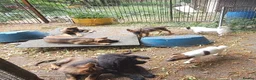 German Shepherd dogs for sale: Flat backed, German Shepherd puppies, DNA DM clear - Advert 6
