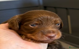 Miniature Dachshund dogs for sale: Long haired miniature dachshunds  - Image 4
