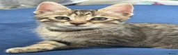 Bengal cats for sale: 🐾 Beautiful Bengal x Maine Coon Kittens 🐾 - Advert 18