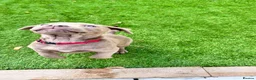 Mixed Breed dogs for sale: Staffy x Lab Puppy in Wolverhampton - Advert 4