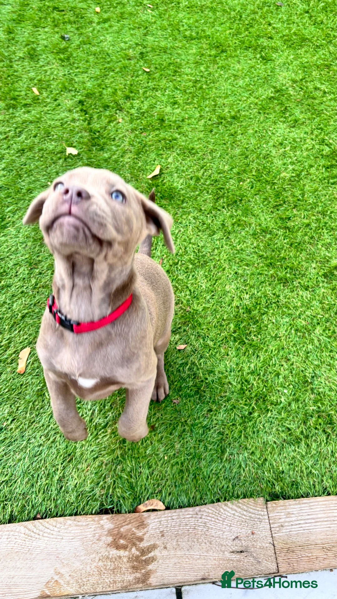 Mixed Breed dogs for sale: Staffy x Lab Puppy in Wolverhampton - Advert 4