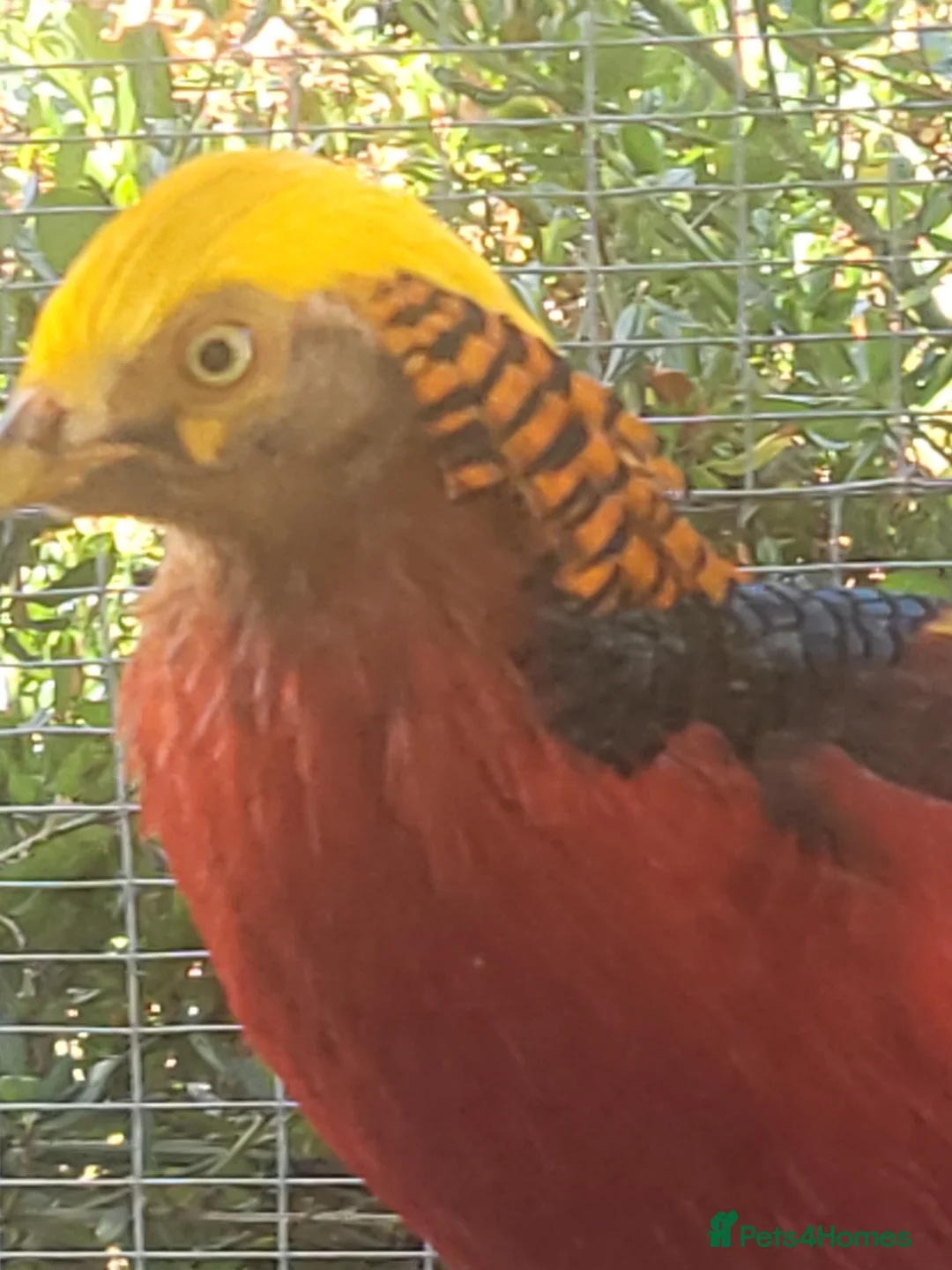 Mixed Breed birds for sale: Pheasants  - Advert 7