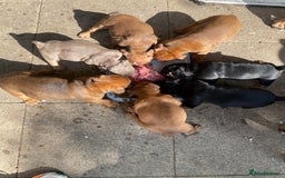 Olde English Bulldogge dogs for sale: Oldie British bull puppies - Image 1