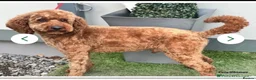 Cockapoo dogs for sale: Stunning red sable and red F1 Cockapoo’s - Advert 3