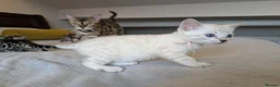 Bengal cats for sale: 🤍🤎🖤 GORGEOUS BENGAL KITTENS 🖤🤎🤍 - Advert 24