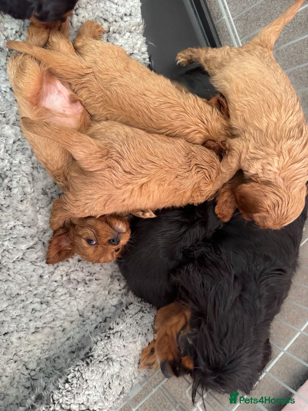 Cavalier King Charles Spaniel dogs for sale: Cavalier King Charles Spaniel Pups KC Reg - Advert 5