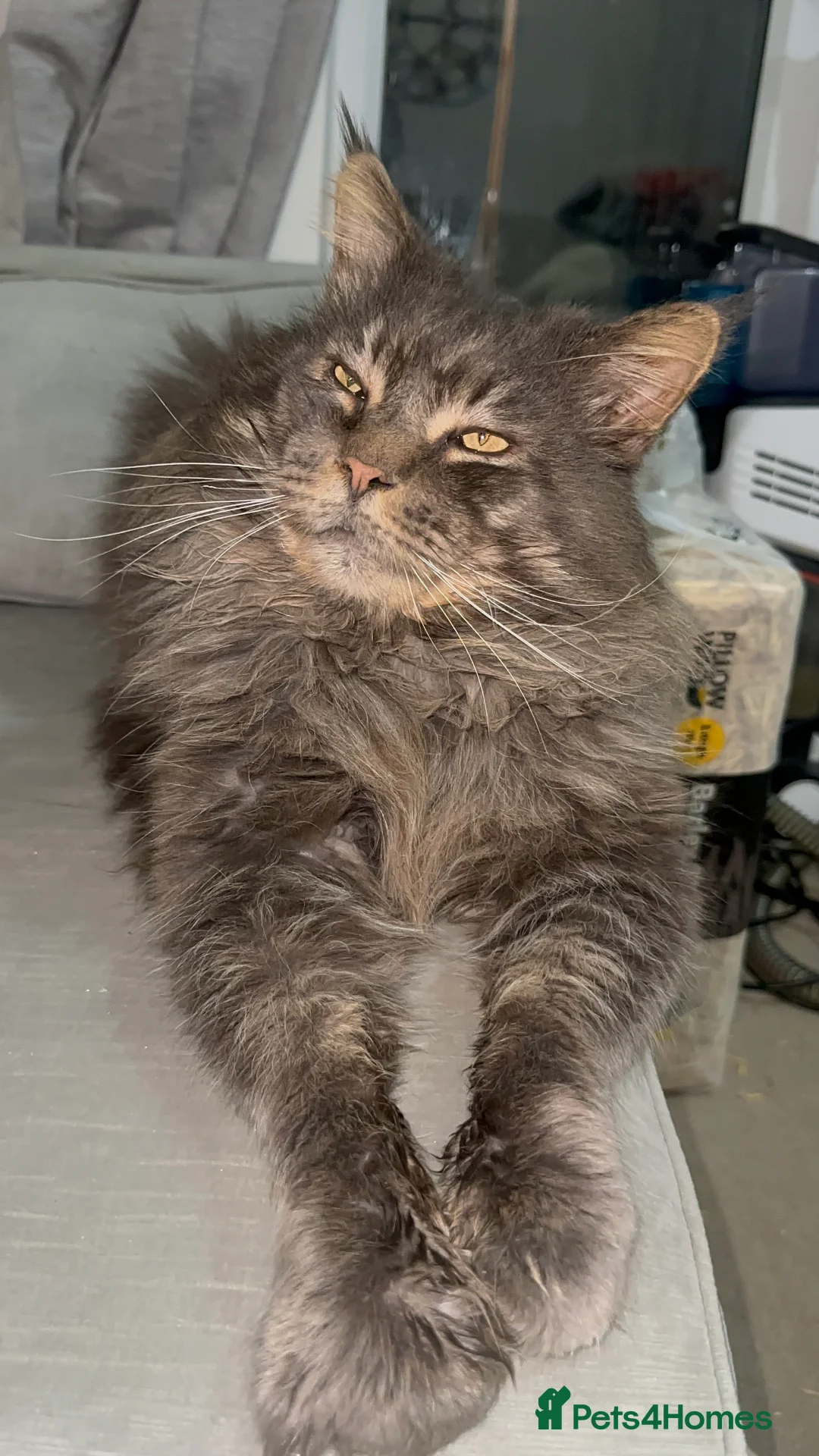 Maine Coon cats for sale: Huge TICA ACTIVE CHAMPIONSHIP BREEDING MALE - Advert 19