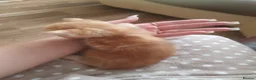 Mixed Breed cats for sale: Kittens for sale  - Advert 18