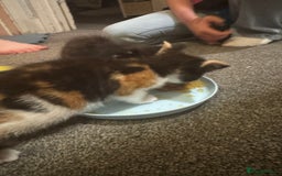 Mixed Breed cats for sale: Kittens for sale  - Image 5