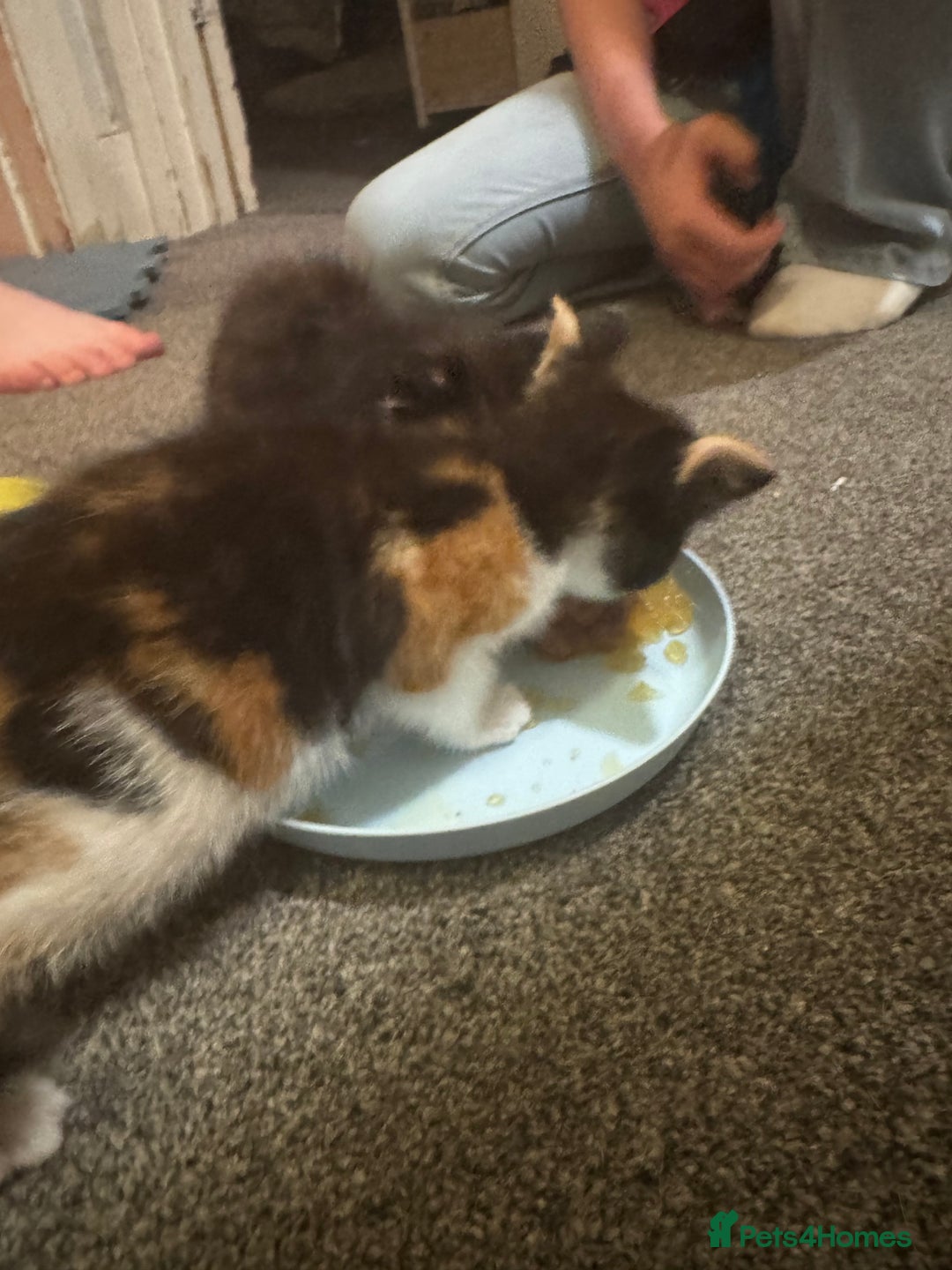 Mixed Breed cats for sale: Kittens for sale  - Image 5