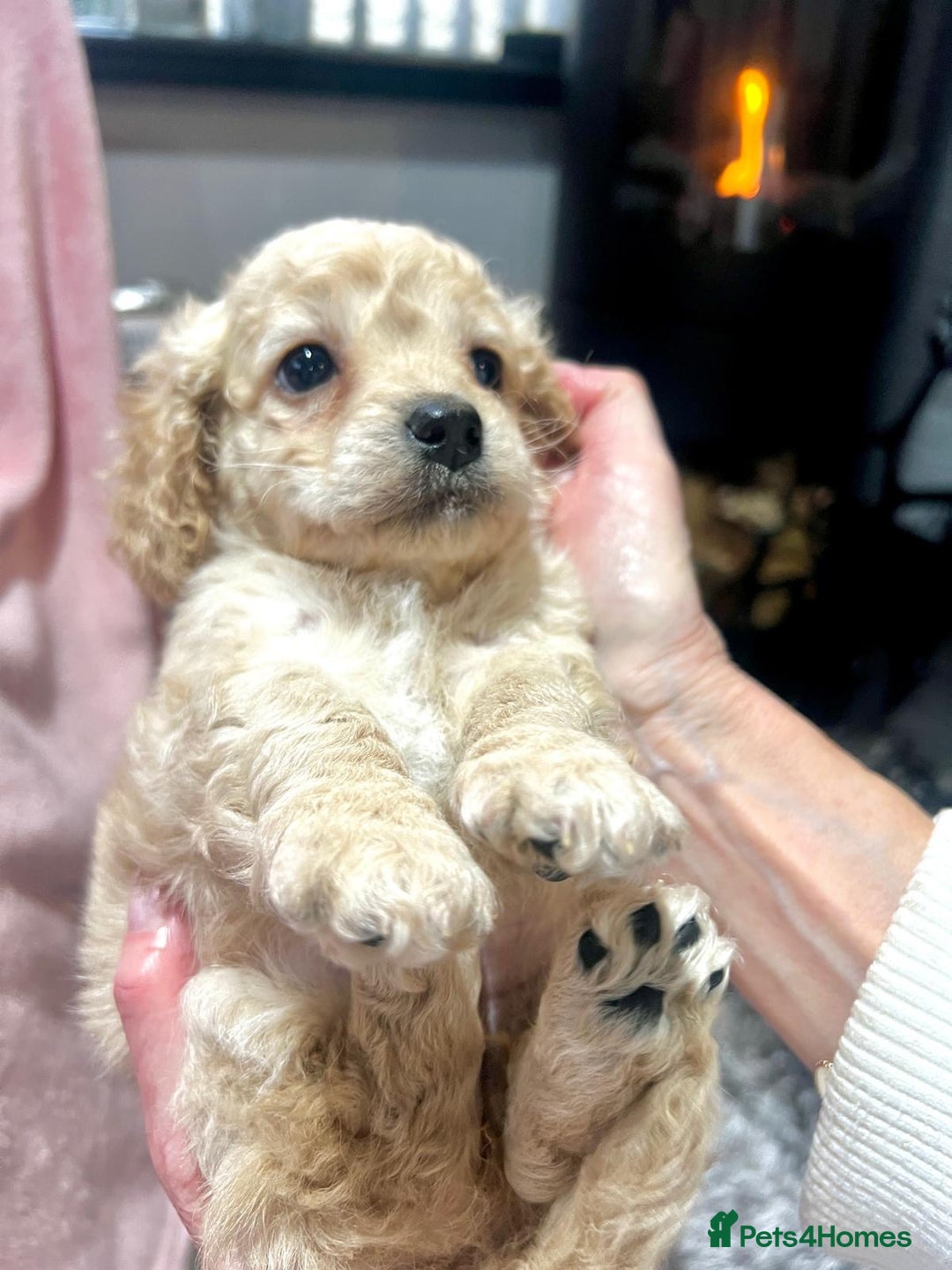 Cockapoo dogs for sale: Tiny cockerpoo pups - Advert 8