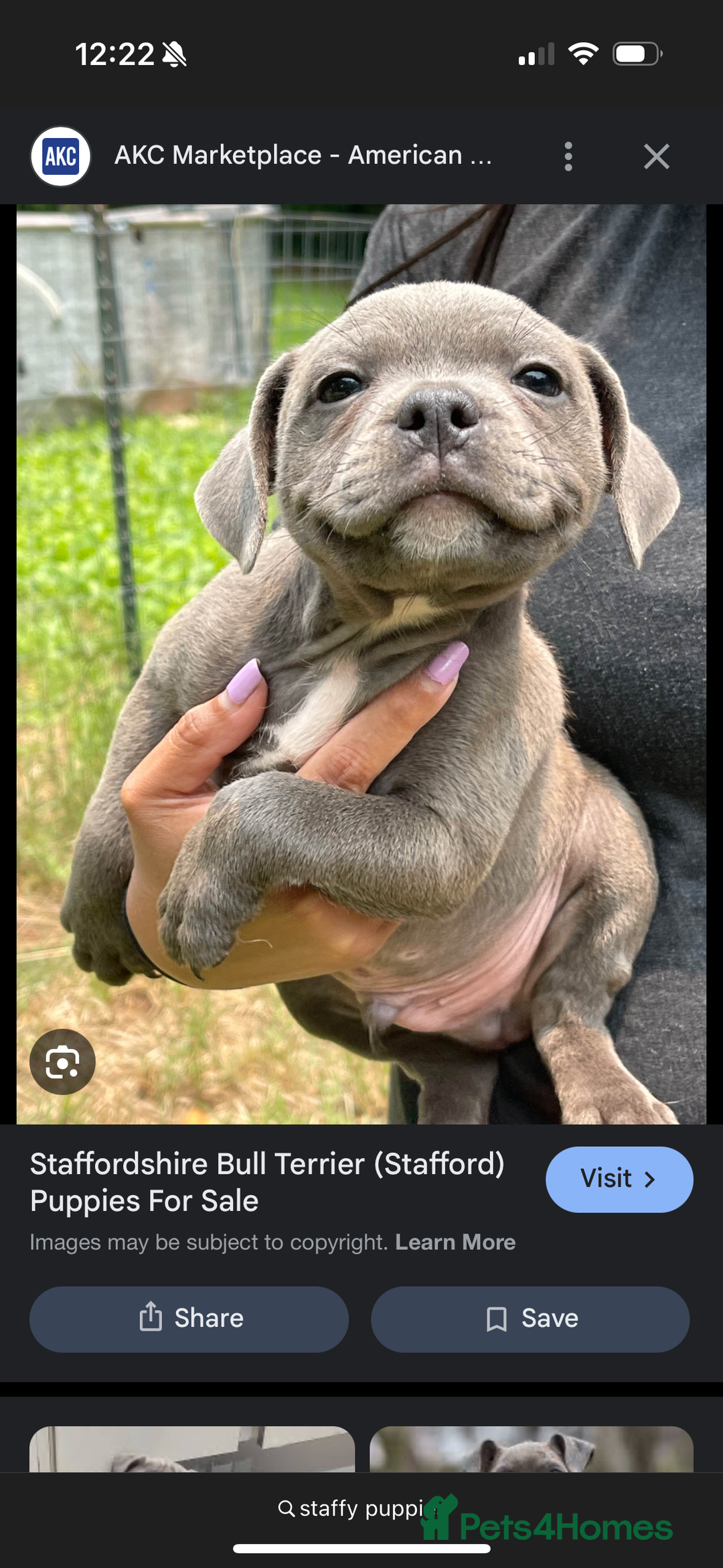 Staffordshire Bull Terrier dogs for sale: WANTED!  - Image 2