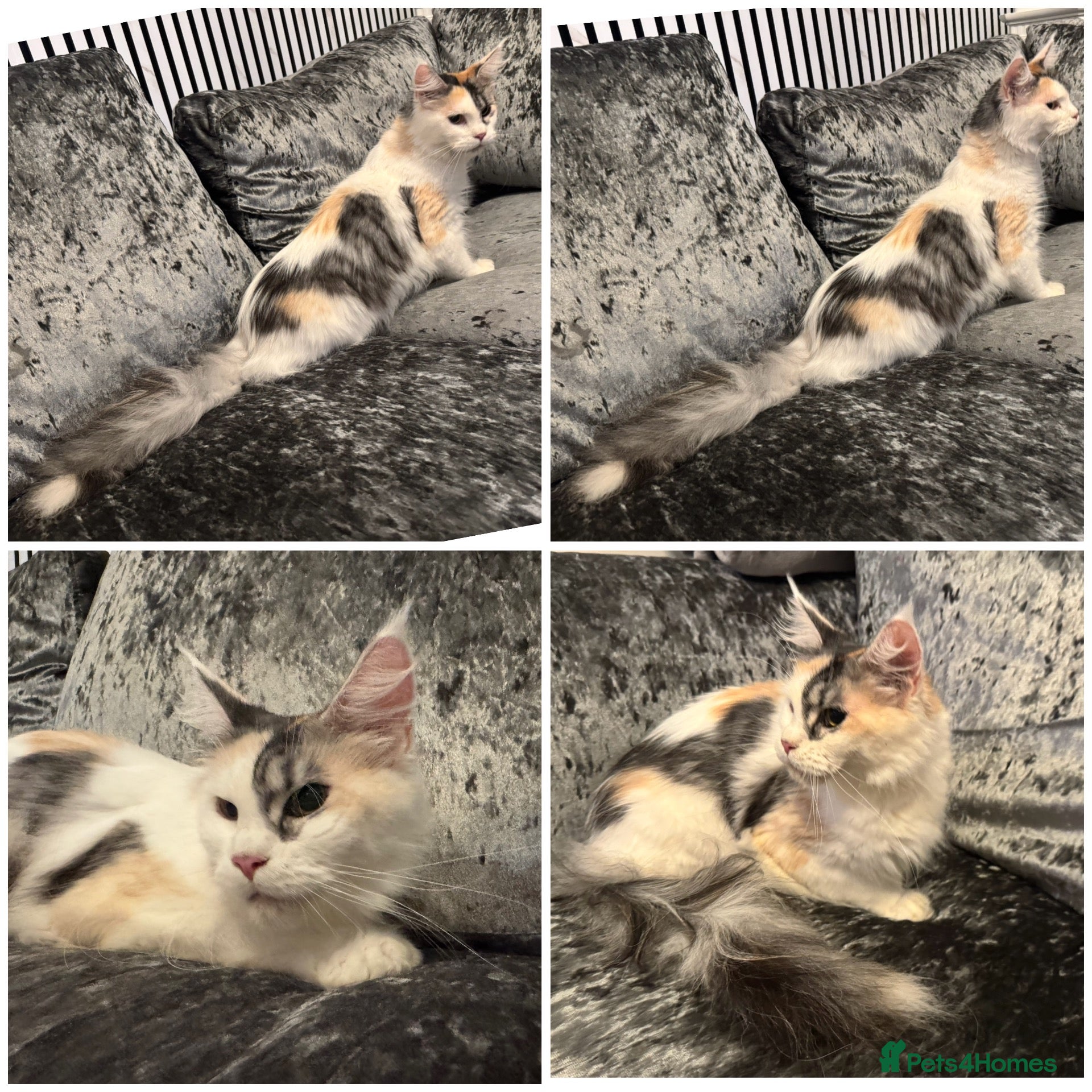 Maine Coon cats Pet Female calio mainecoon  - Advert 2