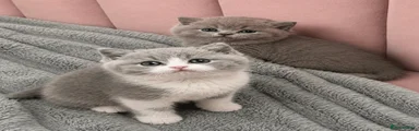 Kitten 3