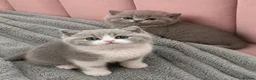 British Shorthair cats for sale: Beautiful British Shorthair Kittens - Advert 5