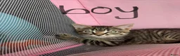 Mixed Breed cats for sale: 3 Siamese/tabby kittens  - Advert 2