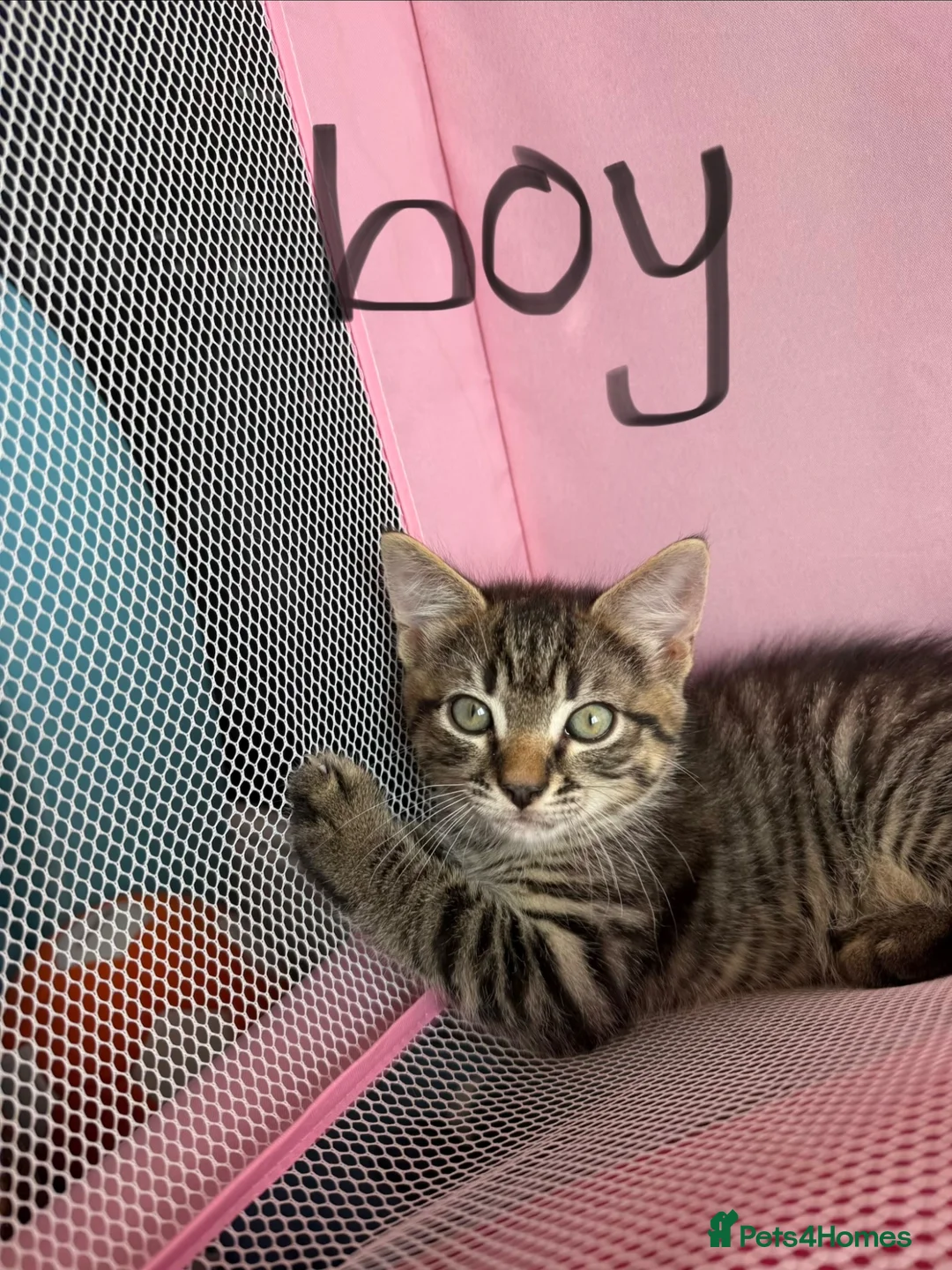 Mixed Breed cats for sale: 3 Siamese/tabby kittens  - Advert 2