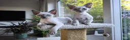 Devon Rex cats for sale: Devon Rex kittens pointed💙blue eyes💙 - Advert 5