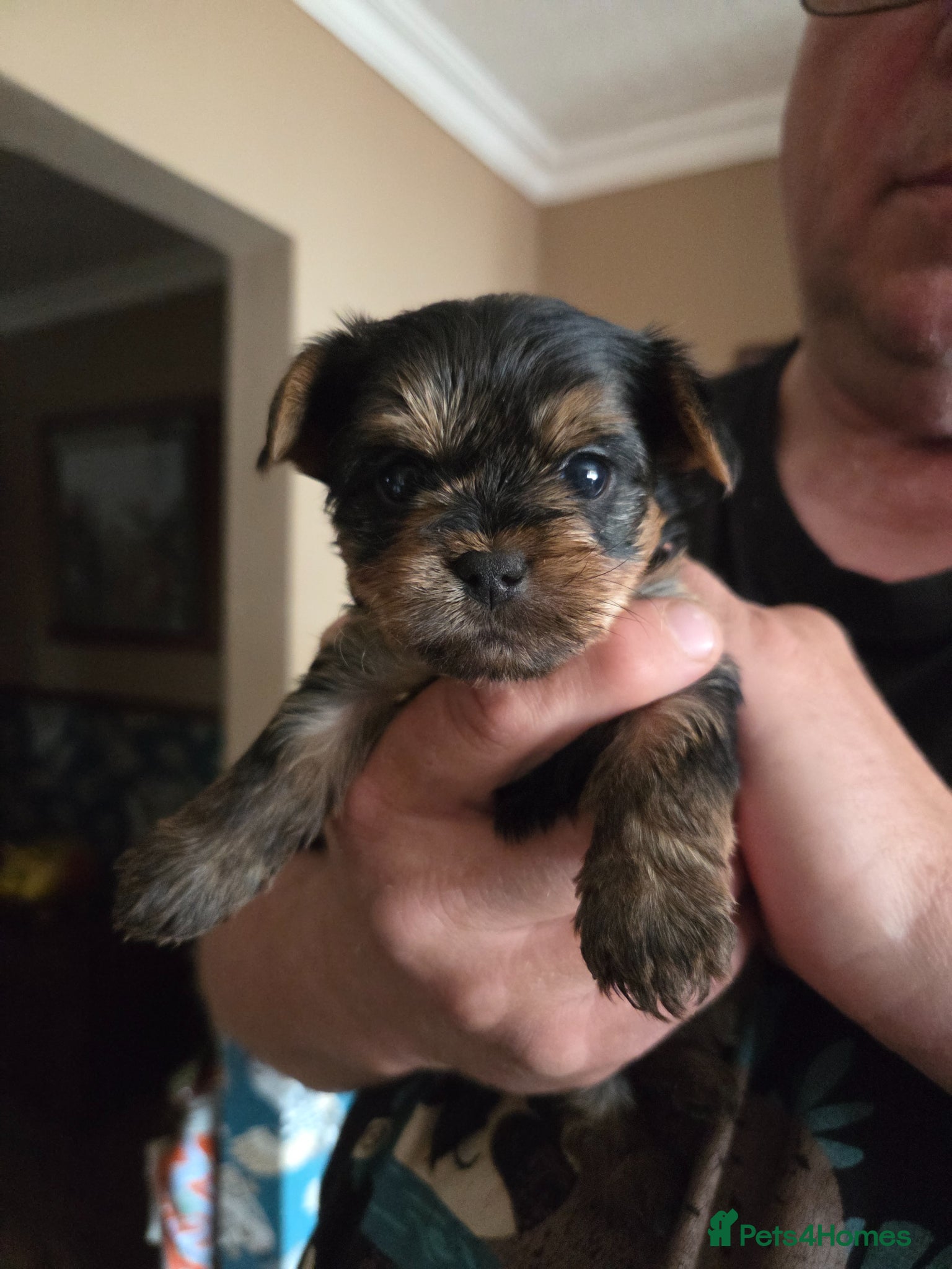 Yorkshire Terrier dogs Cute Yorkshire Terrier Babies 1 Boy 1 Girl - Advert 1