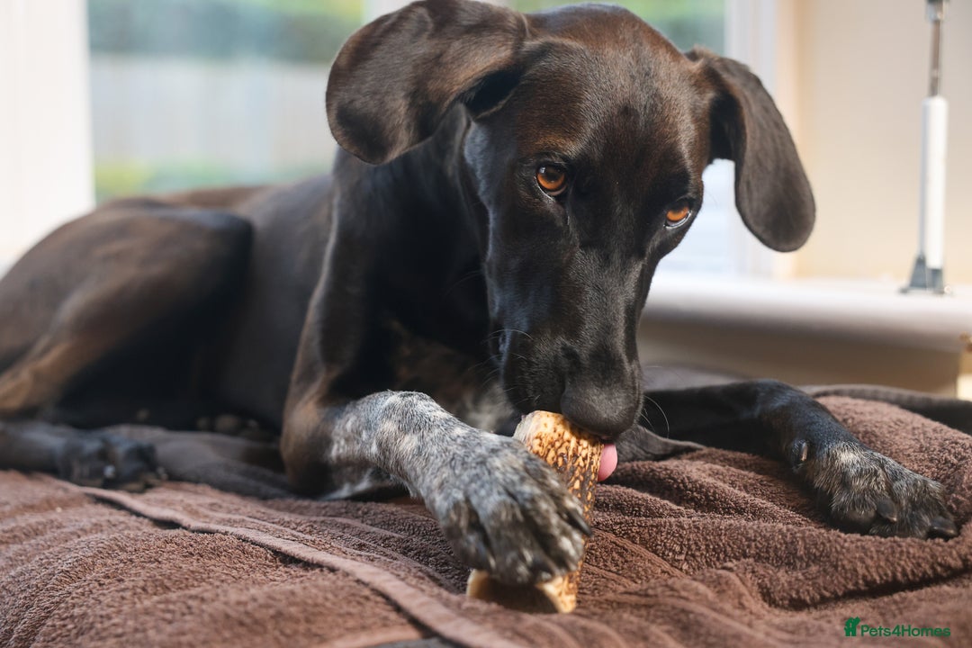 Mixed Breed dogs for adoption: Pretty Pretzel - Image 5