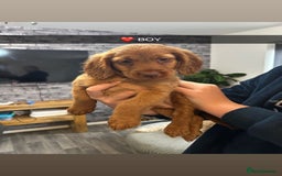 Cockapoo dogs for sale: F2 COCKERPOOS  - Image 3